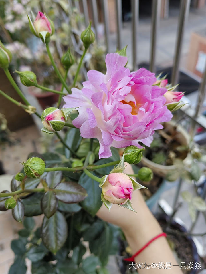 这一枝头，雅绝。_花