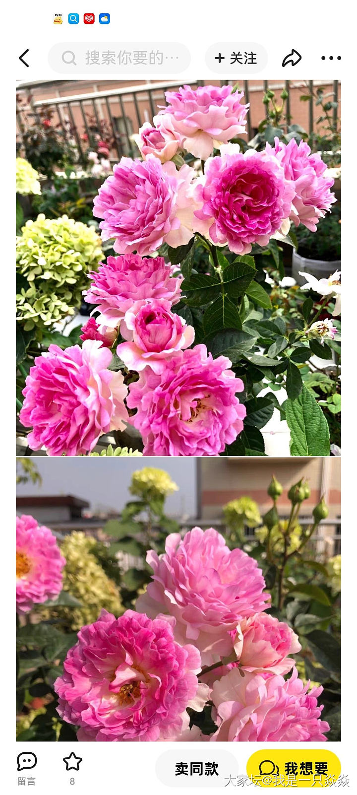 这一枝头，雅绝。_花