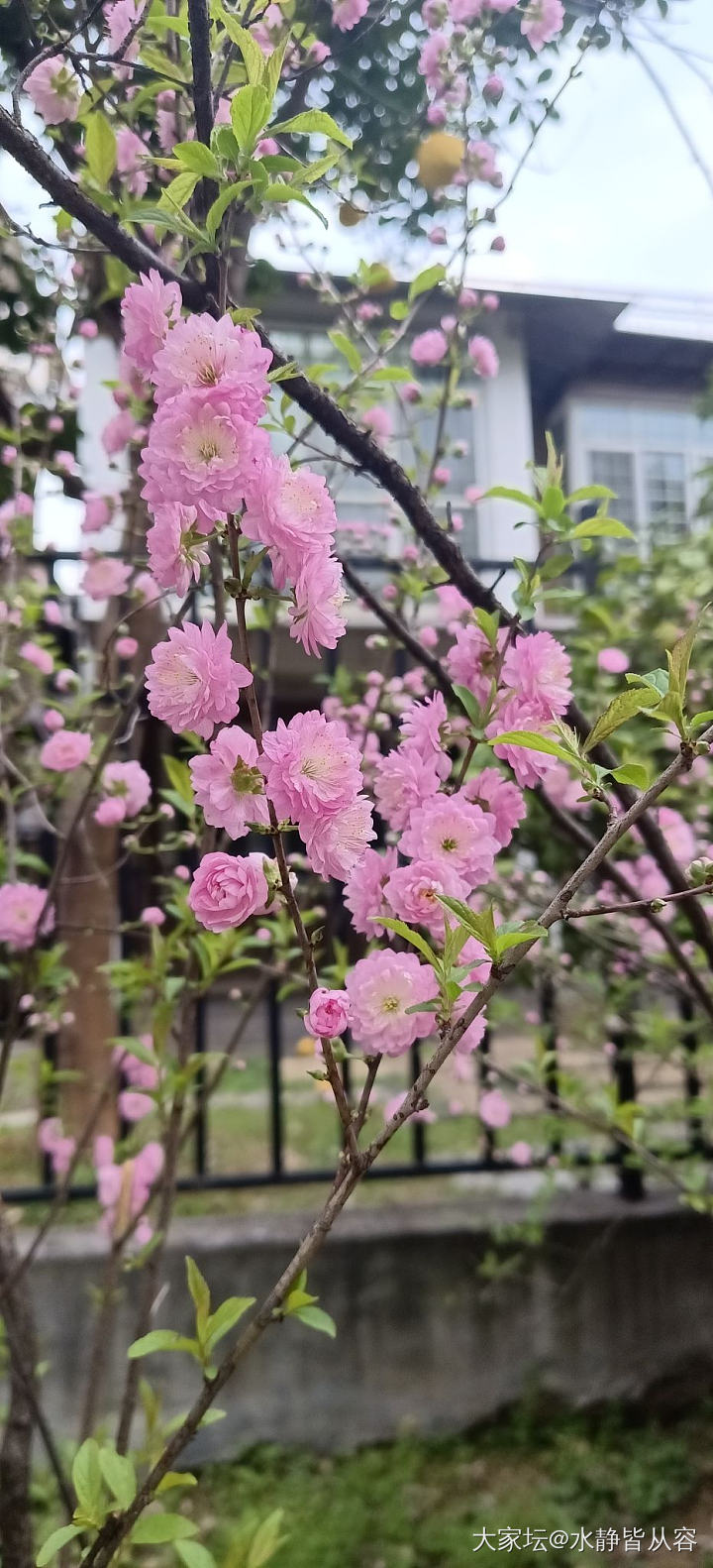 赏花花_花