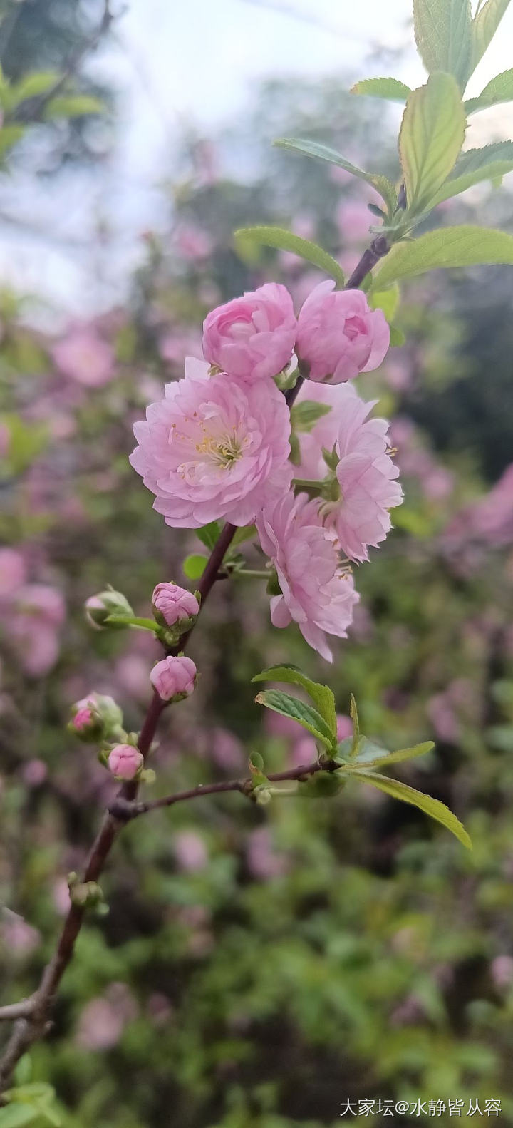 赏花花_花