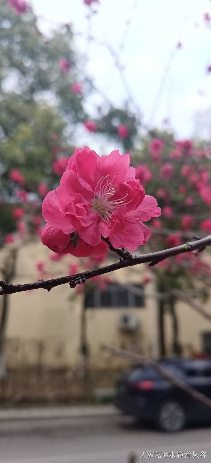 赏花花_花