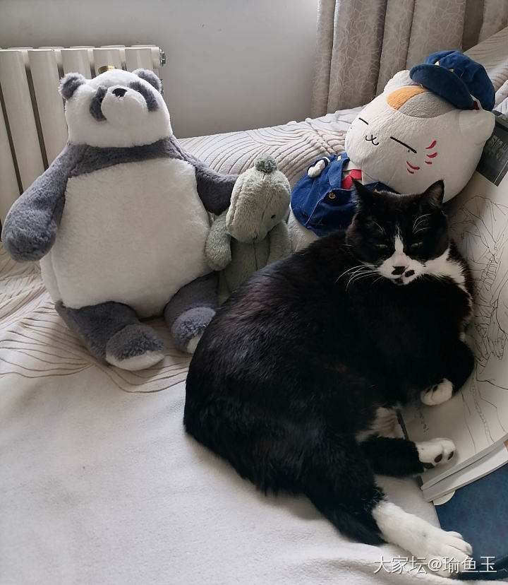 新入手娃娃一只，手感甚好（以及花鸟市场的小可爱一群）_猫宠物