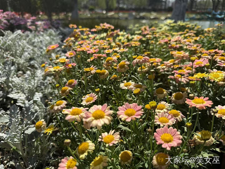 也留个春天印记

今日春游，上海的气温疯了，居然三月份就要30℃了。冒着“高温”..._花