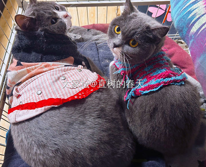 老话说，屁股大的好生养😁_宠物猫
