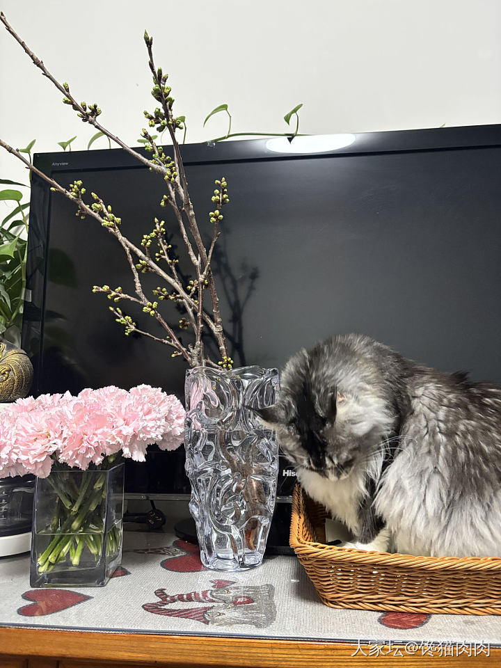 抢劫了同事的插花_花