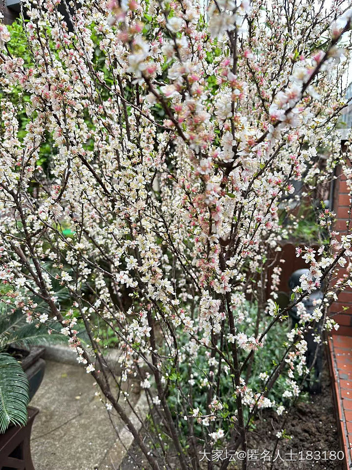 花季的早鸟_植物生活