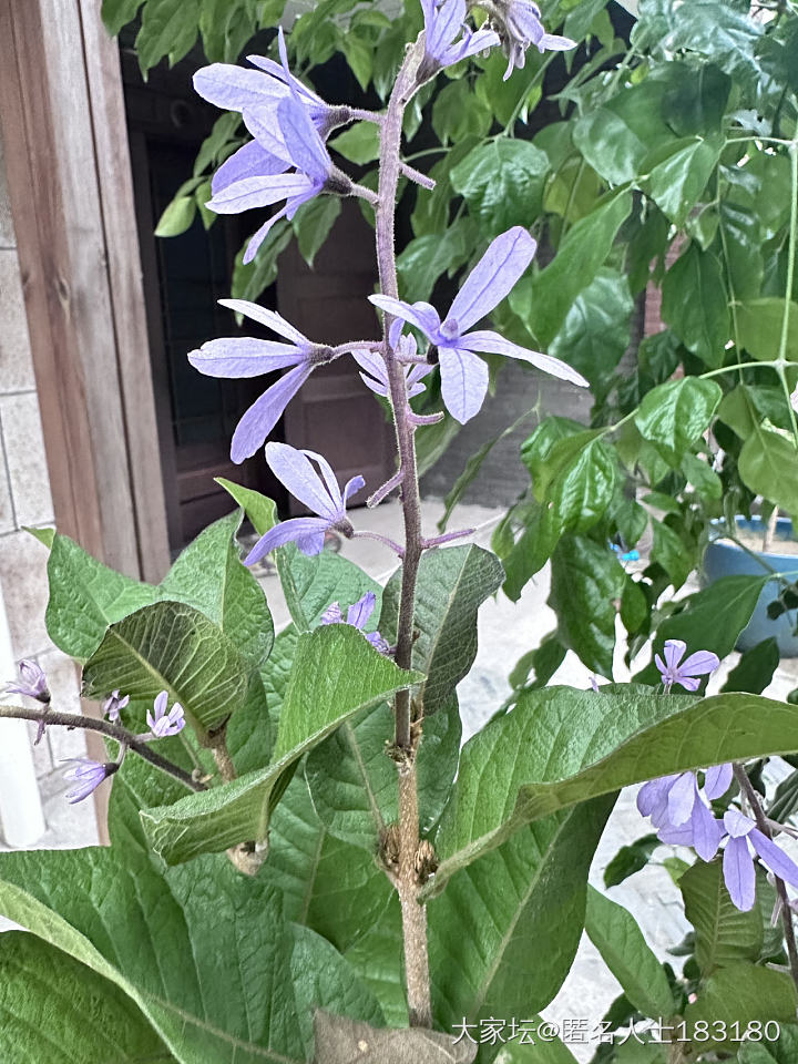 花季的早鸟_植物生活