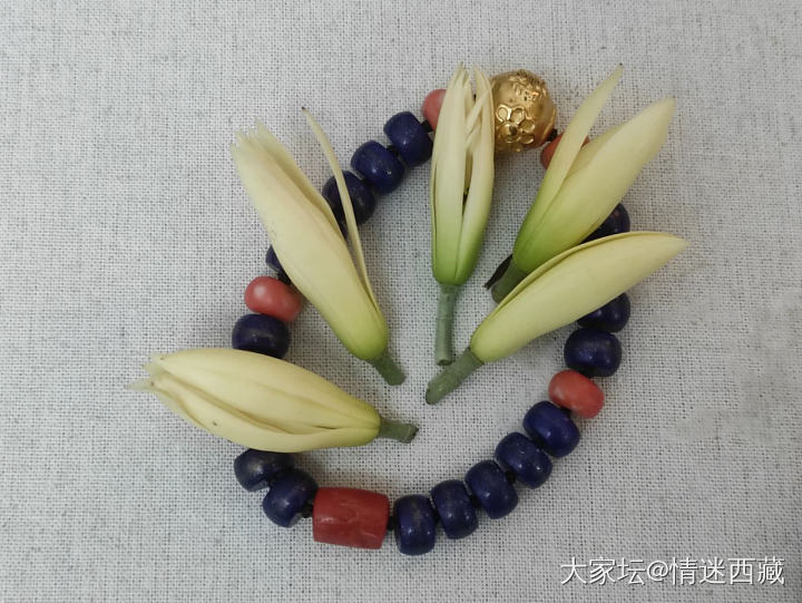 开在三月里的黄桷兰_花闲聊
