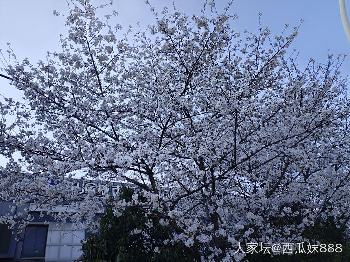 牛马也需要有点精神追求_花