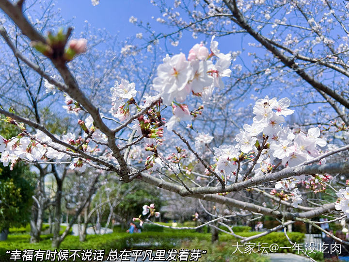 春天 逛公园才是正经事～_植物