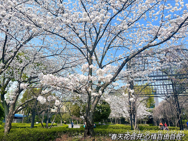 春天 逛公园才是正经事～_植物