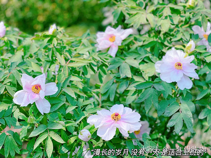 春天 逛公园才是正经事～_植物