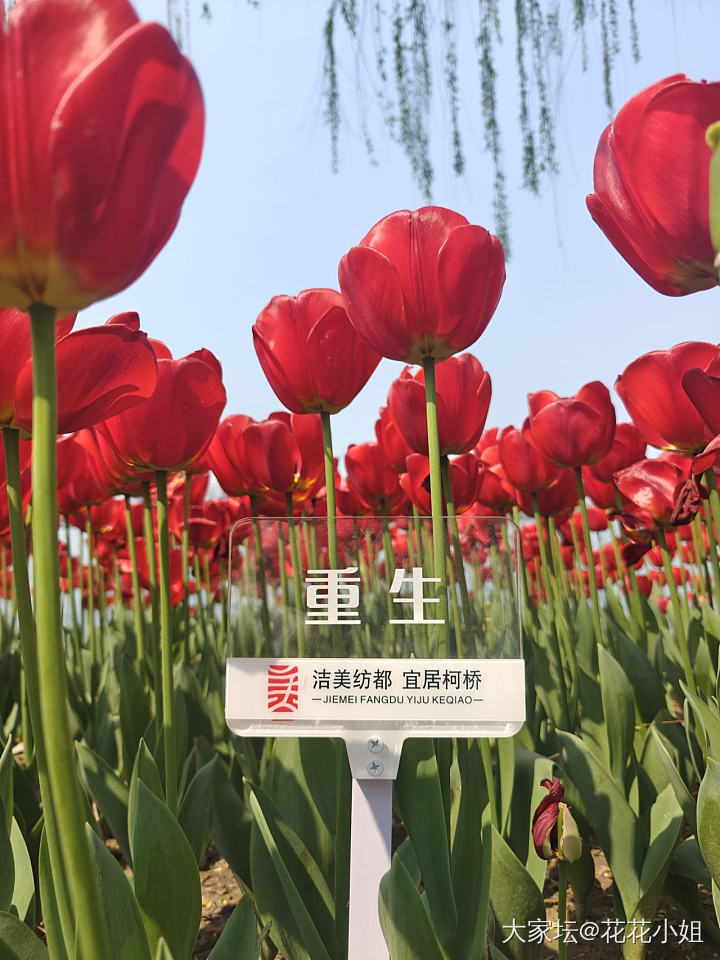 春天 逛公园才是正经事～_植物