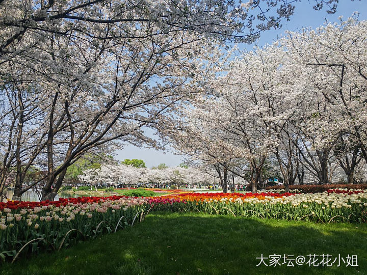 春天 逛公园才是正经事～_植物