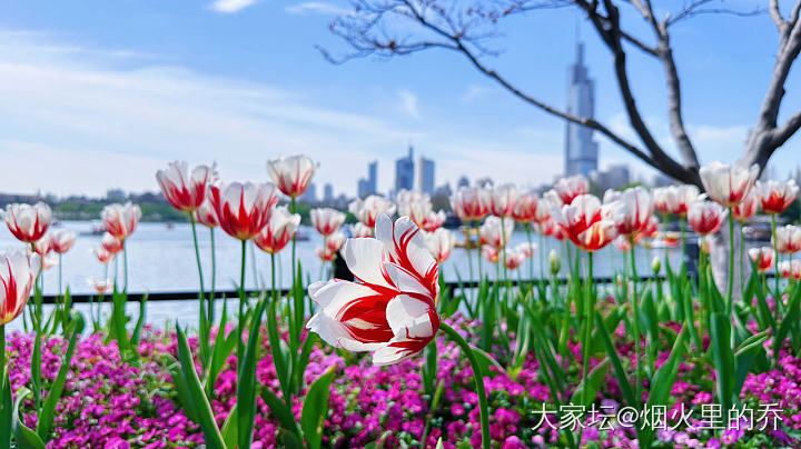 春天 逛公园才是正经事～_植物