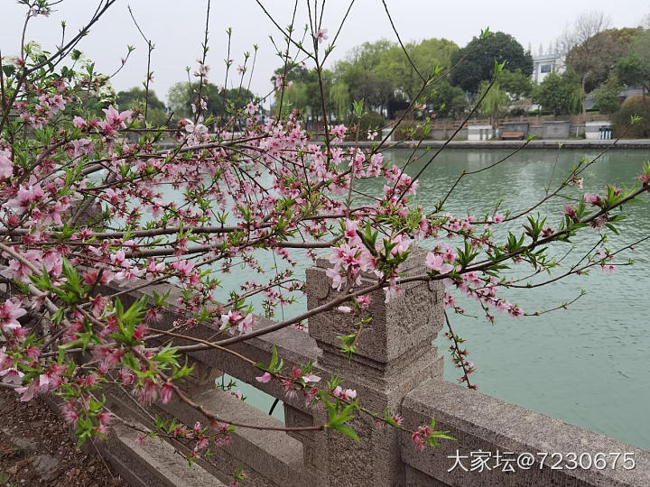 2500年历史的古运河边散步赏花_花