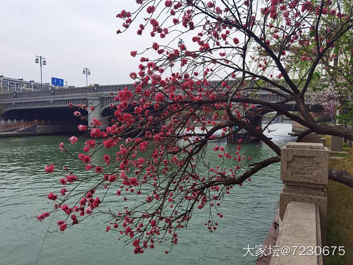 2500年历史的古运河边散步赏花_花