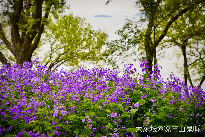 又来发花花了，别嫌我烦哈_花