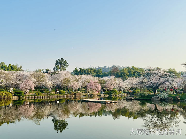 今年的樱花季_旅游植物