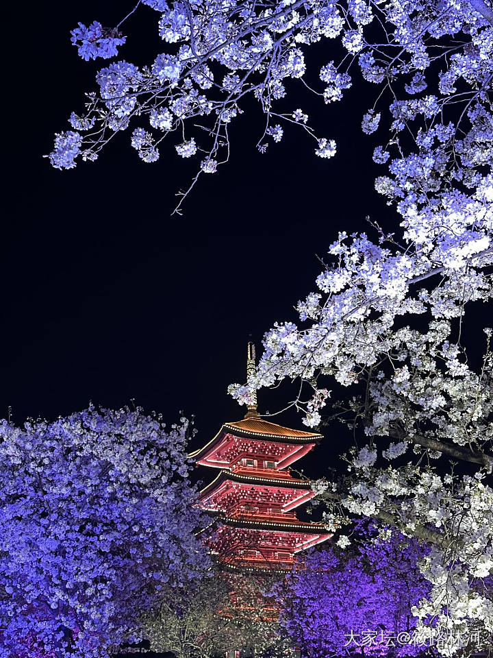 今年的樱花季_旅游植物