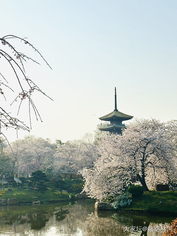 今年的樱花季_旅游植物
