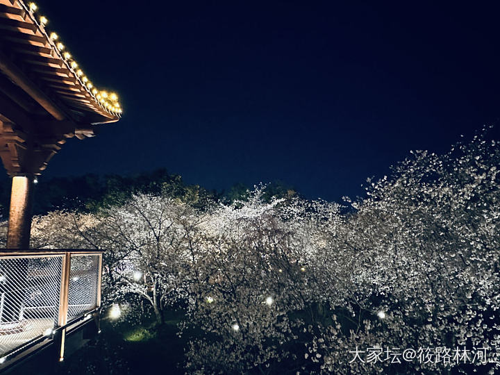 今年的樱花季_旅游植物