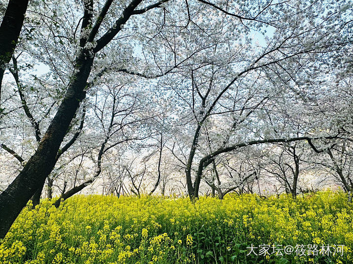 今年的樱花季_旅游植物