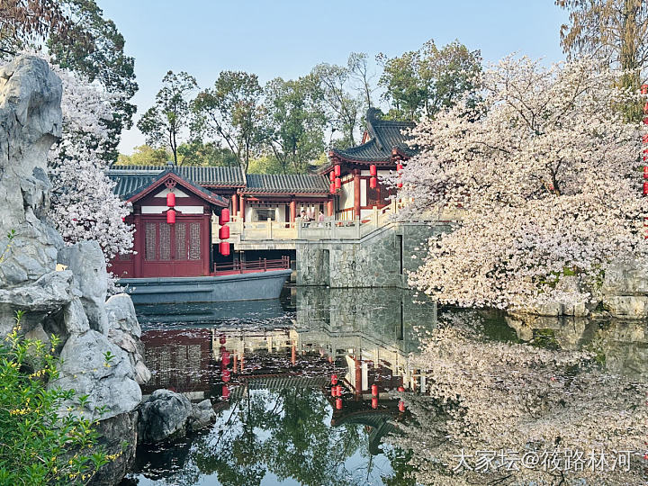 今年的樱花季_旅游植物