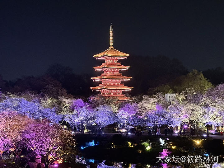今年的樱花季_旅游植物