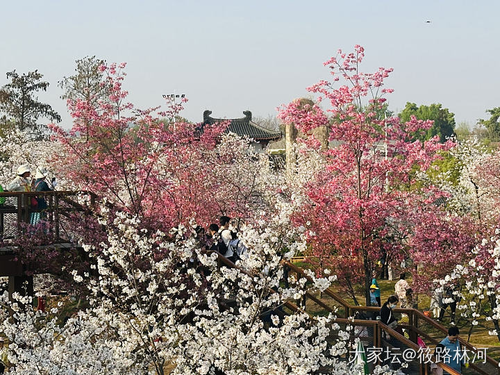 今年的樱花季_旅游植物