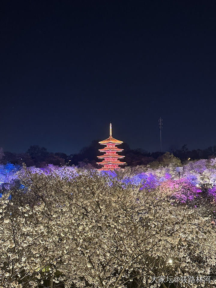 今年的樱花季_旅游植物