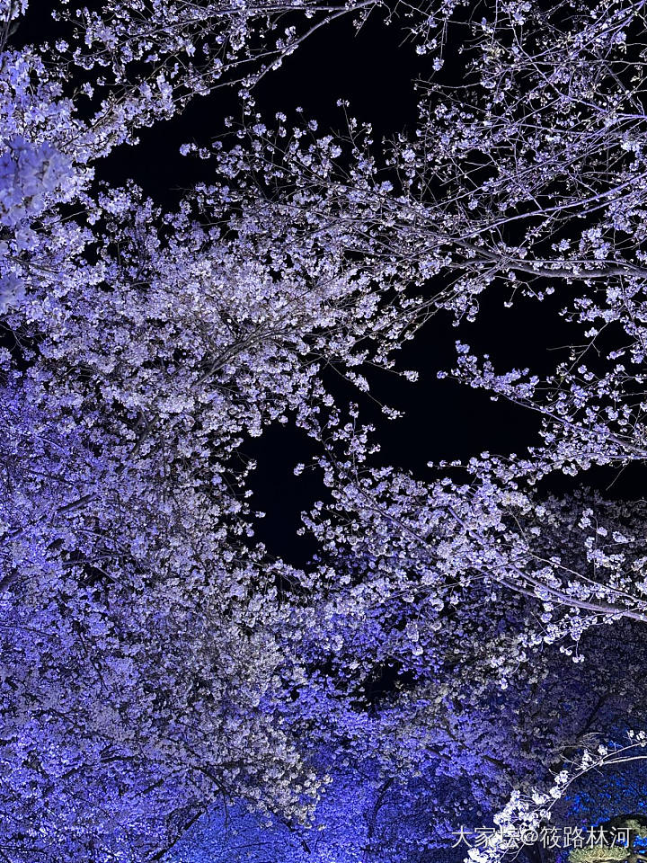 今年的樱花季_旅游植物