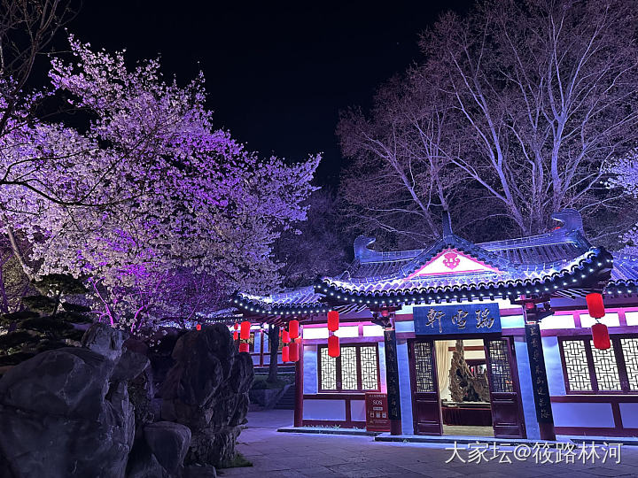 今年的樱花季_旅游植物