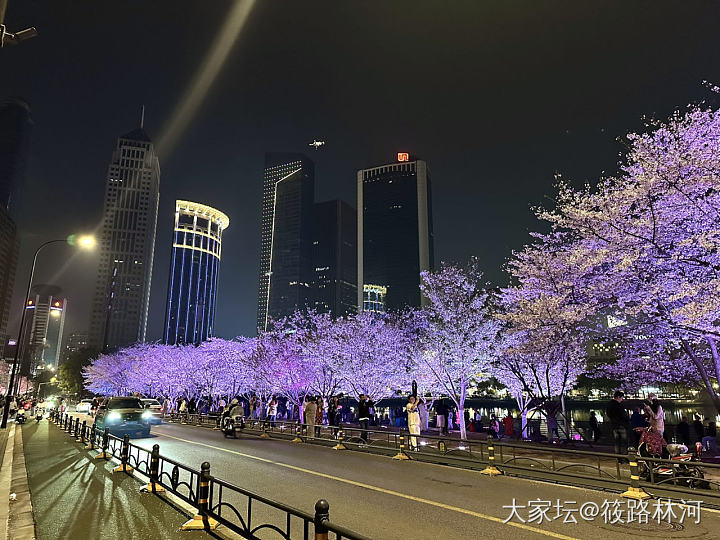 今年的樱花季_旅游植物