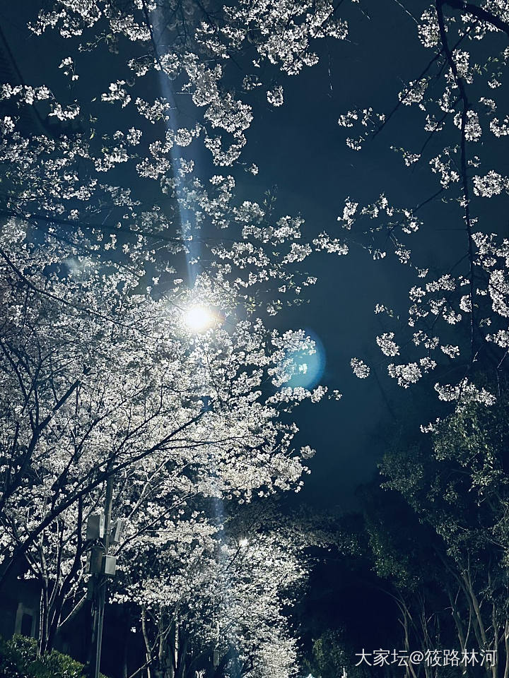 今年的樱花季_旅游植物