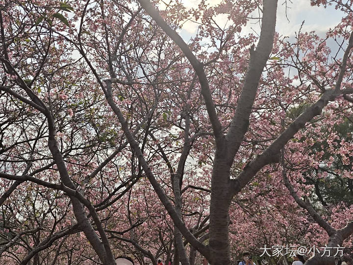 今年的樱花季_旅游植物