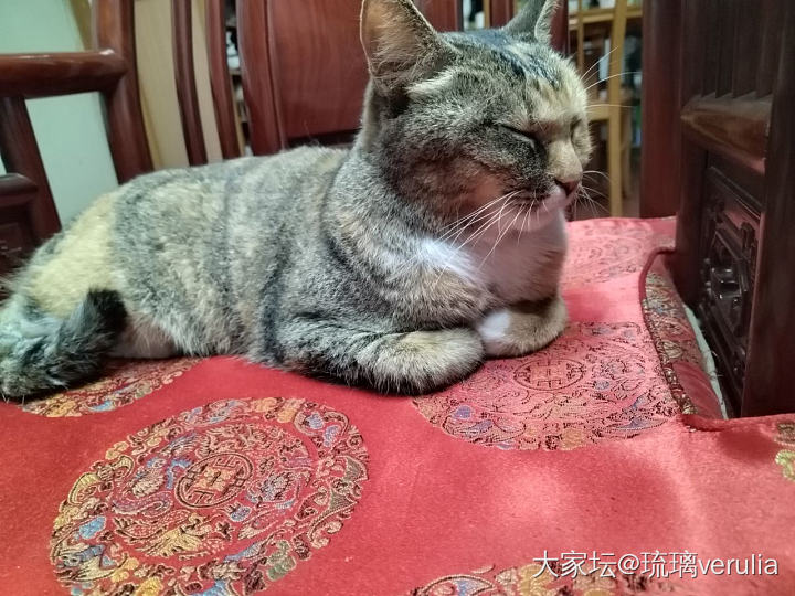 零元购的彩狸_宠物