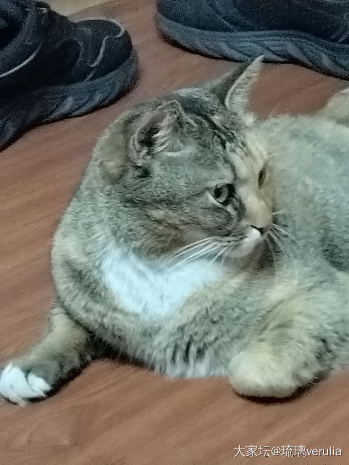 零元购的彩狸_宠物