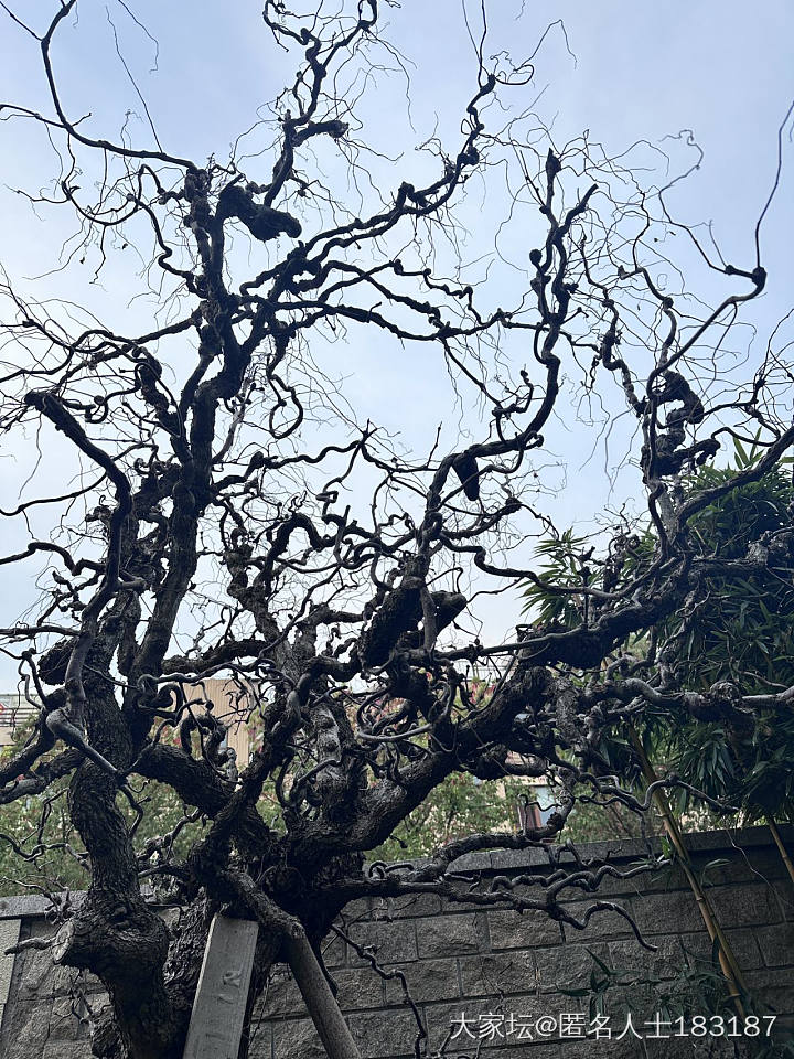 一早小院子拍拍_闲聊生活植物