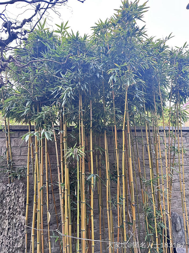 一早小院子拍拍_闲聊生活植物