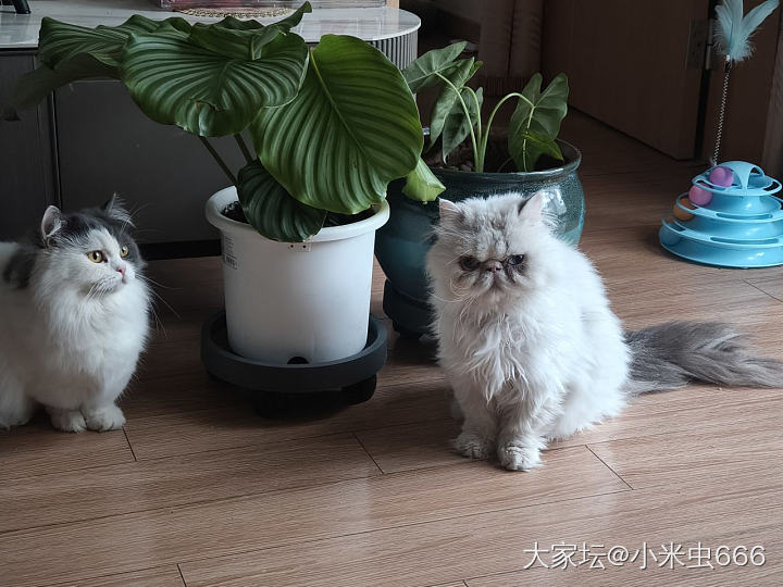 零元购的彩狸_宠物