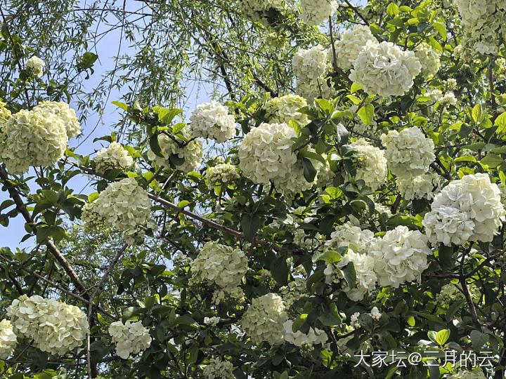金价涨的没眼看，还是赏花吧_花