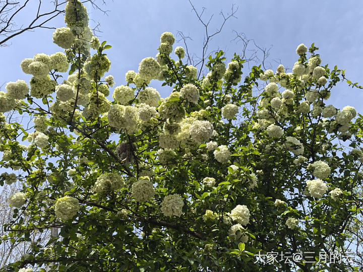 金价涨的没眼看，还是赏花吧_花
