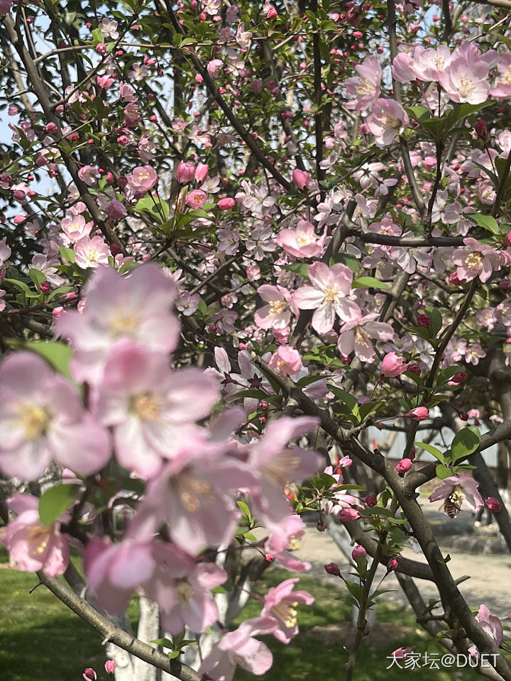 金价涨的没眼看，还是赏花吧_花