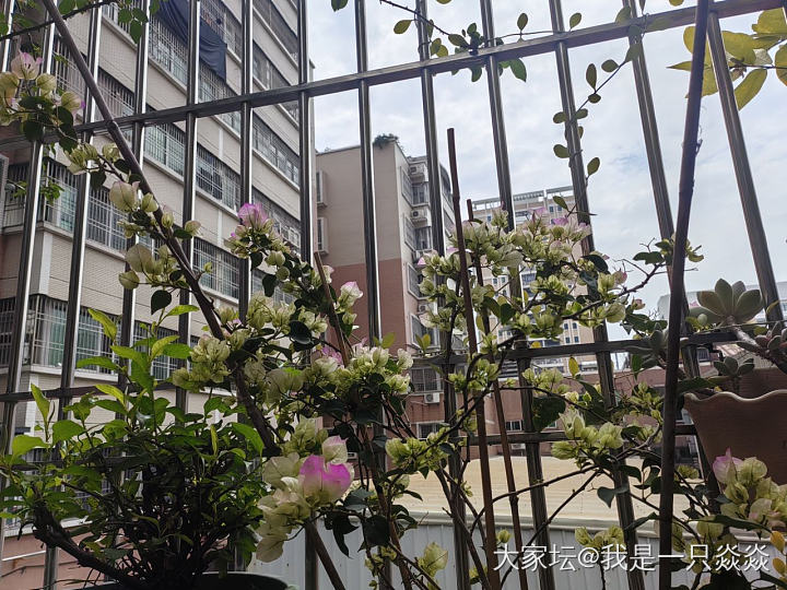 昨天还意气风发说要养花_植物