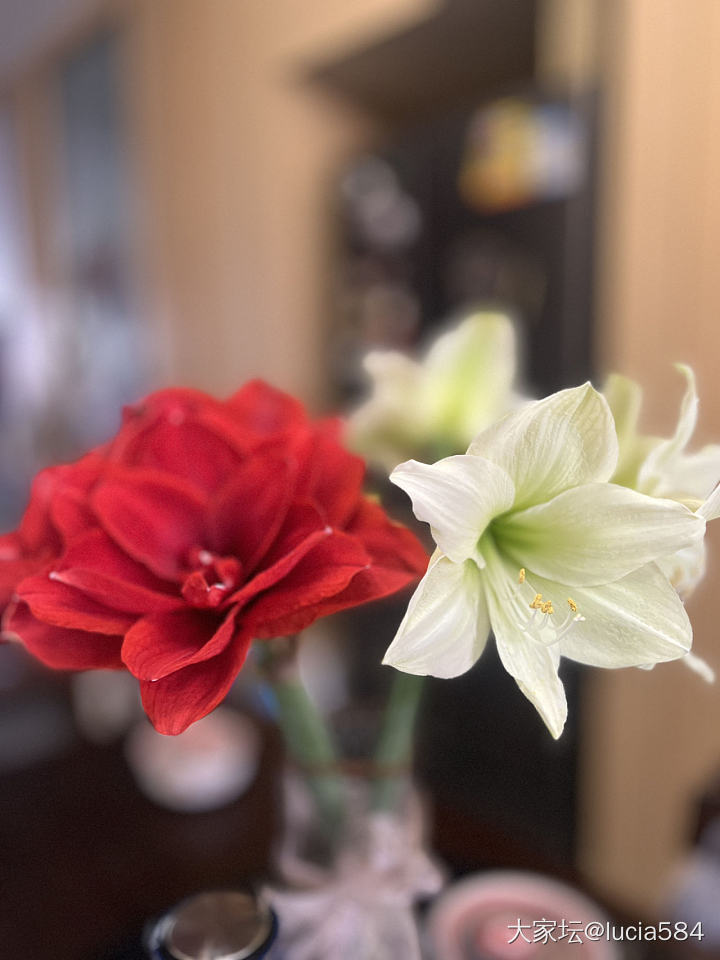 春暖花开_花