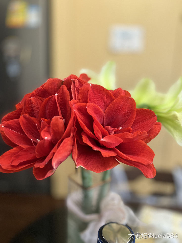 春暖花开_花