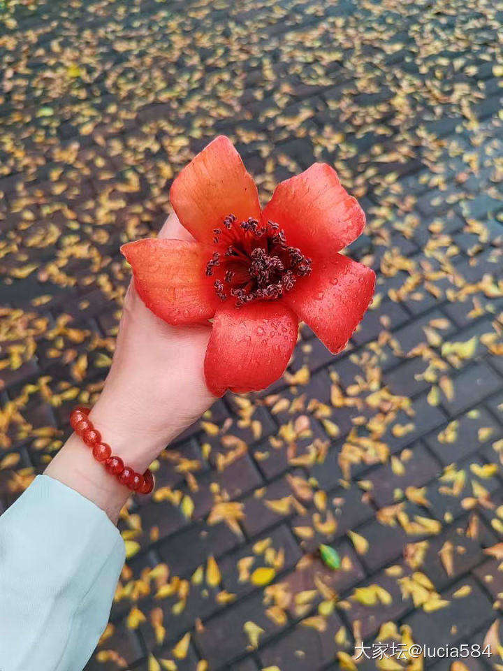 春暖花开_花