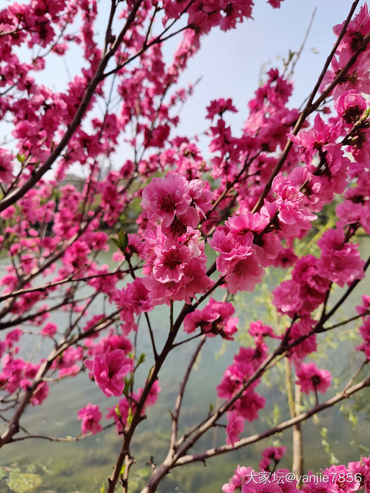 桃花~

临水照花，春风拂面~_植物