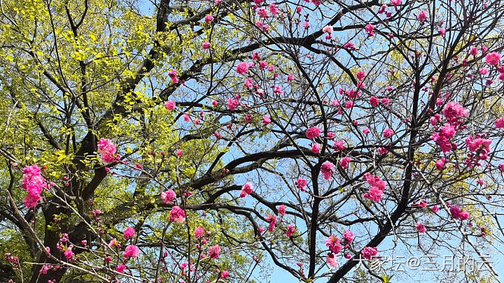 第一季度小结_花